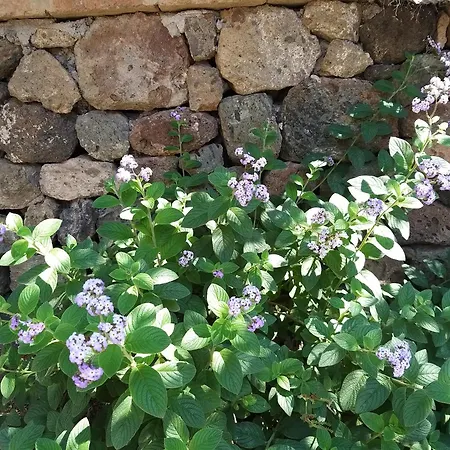 Le Casette Di Marilena Agave Iucca